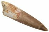 Fossil Plesiosaur (Zarafasaura) Tooth - Morocco #237569-1